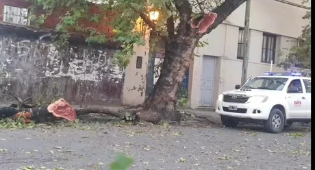 Pudo ser una tragedia: una rama de gran porte cayó en medio de una calle de gran tránsito en Salta