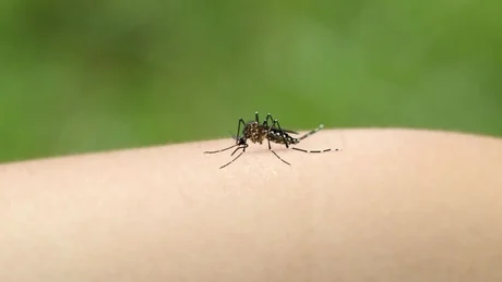 Se confirmó el primer caso de chikungunya en Salta