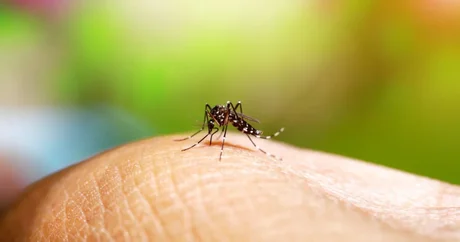 Siguen creciendo los casos de dengue en Salta