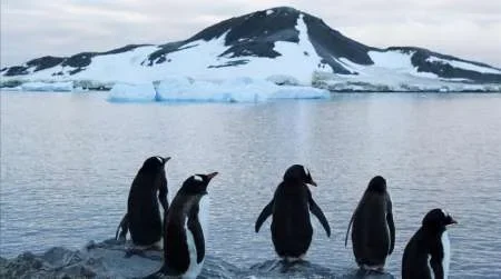 Encuentran más de 300 pingüinos muertos en las costas de Uruguay