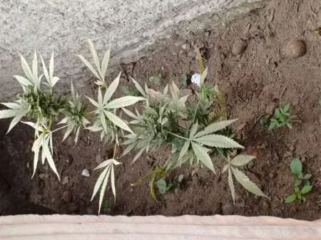 Secuestraron varias plantas de marihuana de una vivienda