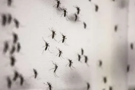 Vecinos de barrio Ceferino y Villa San Antonio sufren por una "invasión" de mosquitos: temen por casos de dengue y la Municipalidad no hace nada