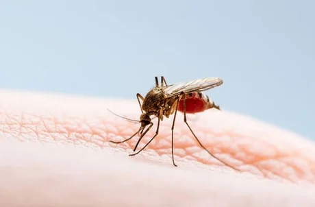 Desde nación advierten sobre un mayor riesgo de propagación del dengue