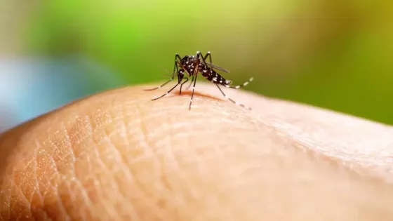 Dengue: Aseguran que esta será la peor temporada de la historia en américa