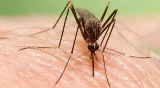 Histórico brote de dengue en todo el país: son más de 230 mil los casos confirmados