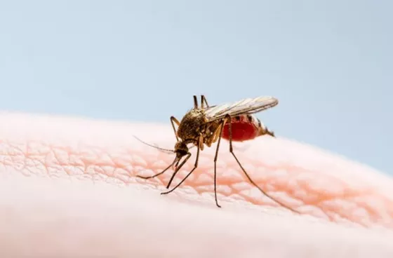 Ya son más de 20 fallecido por dengue en Salta y se notificaron más de 1900 casos esta semana