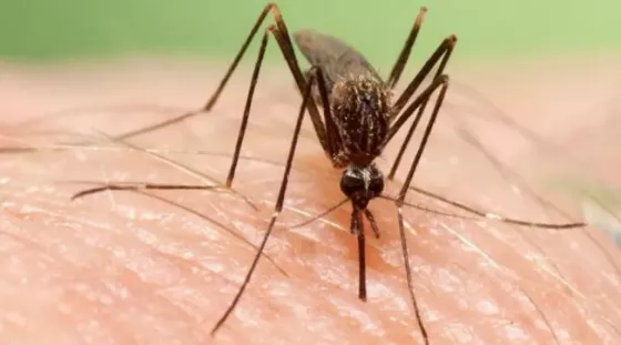 Alerta dengue: encuentran un mosquito que puede transmitir las dos cepas de la enfermedad y ya hay un muerto
