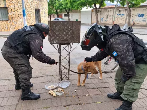 Rescatan a una perra que fue atada a un cesto de basura y abandonada