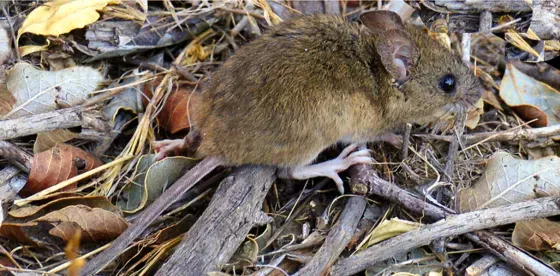 En lo que va del año Salta ya registra más de 20 casos de hantavirus